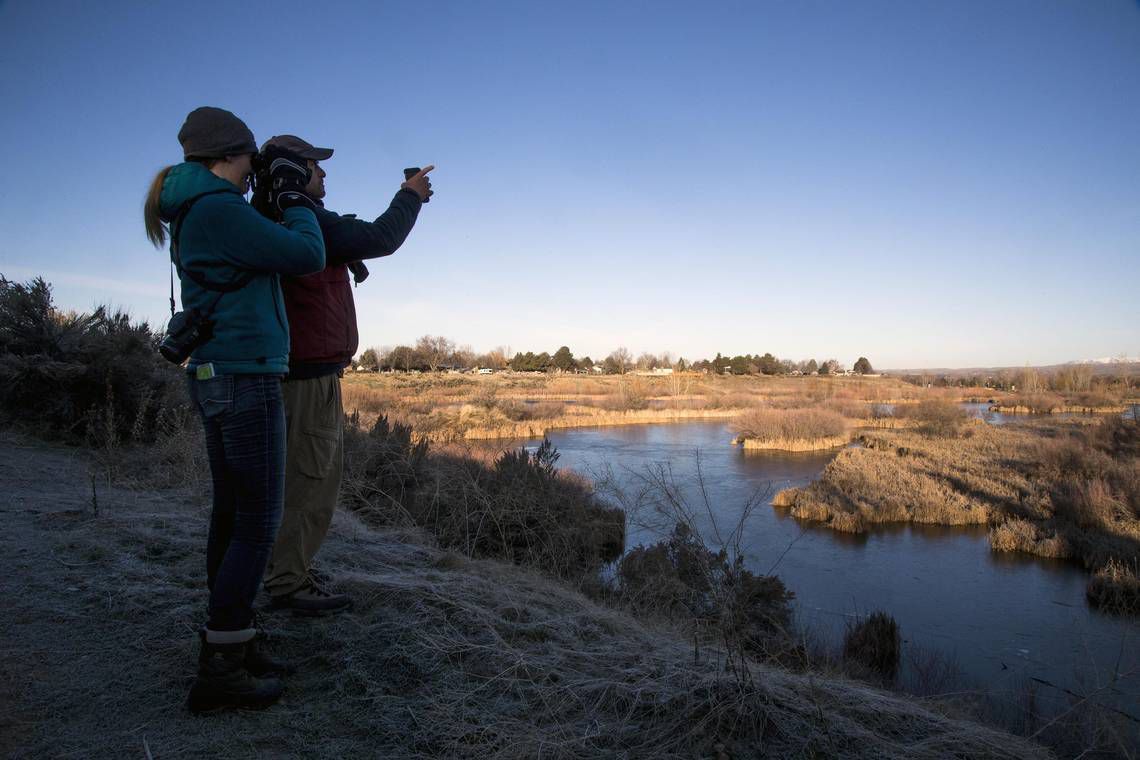 Bird count